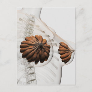 Close-Up Of Female Mammary Glands Postcard