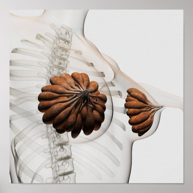 Close-Up Of  Female Mammary Glands Poster (Front)