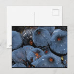Close up of Fig Fruit Postcard