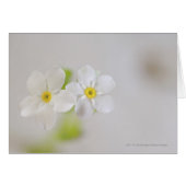 Close-up of flowers (Front Horizontal)