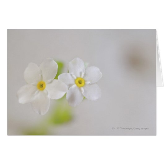 Close-up of flowers (Front Horizontal)