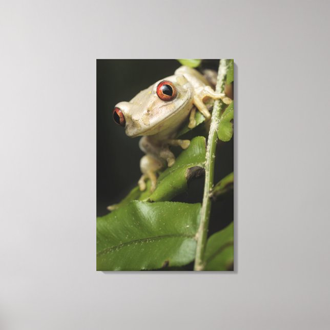 Close up of Forest Tree Frog (Leptopelis Canvas Print (Front)
