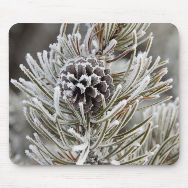 Close-up of frozen pine cone, Yellowstone Mouse Pad (Front)