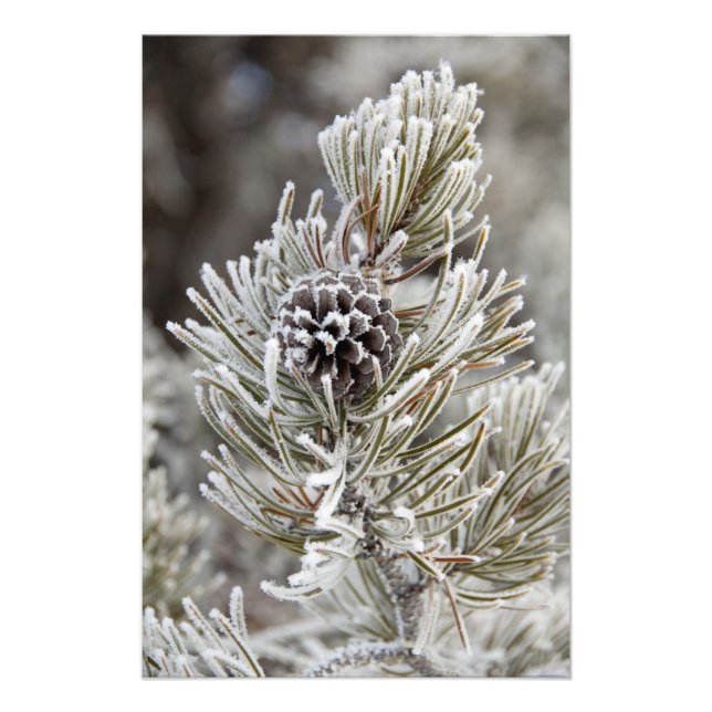 Close-up of frozen pine cone, Yellowstone Photo Print (Front)