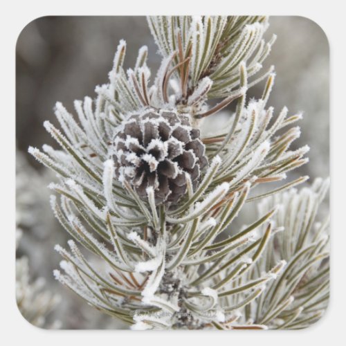 Close_up of frozen pine cone Yellowstone Square Sticker
