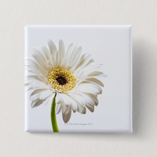 Close up of Gerbera flower head Pinback Button (Front)