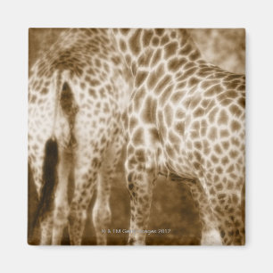 Close-Up of Giraffes Kruger National Park South Magnet