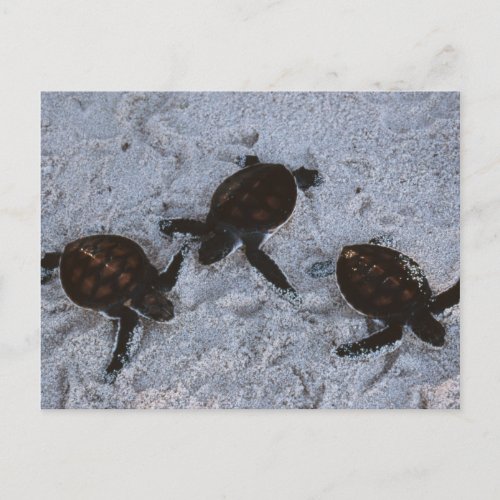 Close_Up of green sea turtle hatchings 2 Postcard