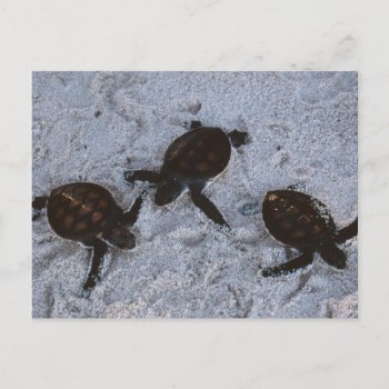 Close-up Of Green Sea Turtle Hatchings 2 Postcard by theworldofanimals at Zazzle