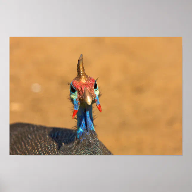 Close Up Of Helmeted Guineafowl Poster Zazzle 1979