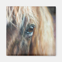 Close up of horse eye