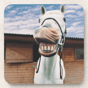 Close-up of Horse with Mouth Open Drink Coaster