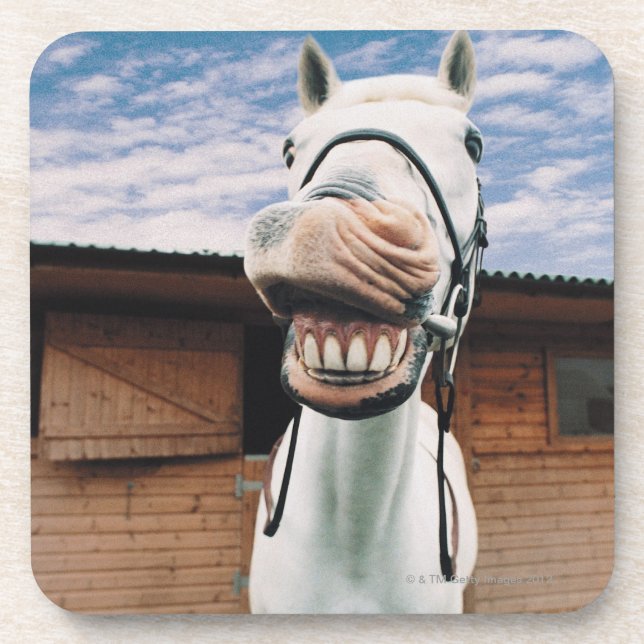 Close-up of Horse with Mouth Open Drink Coaster (Front)