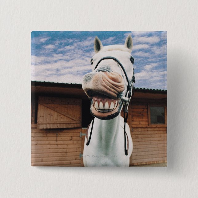 Close-up of Horse with Mouth Open Pinback Button (Front)