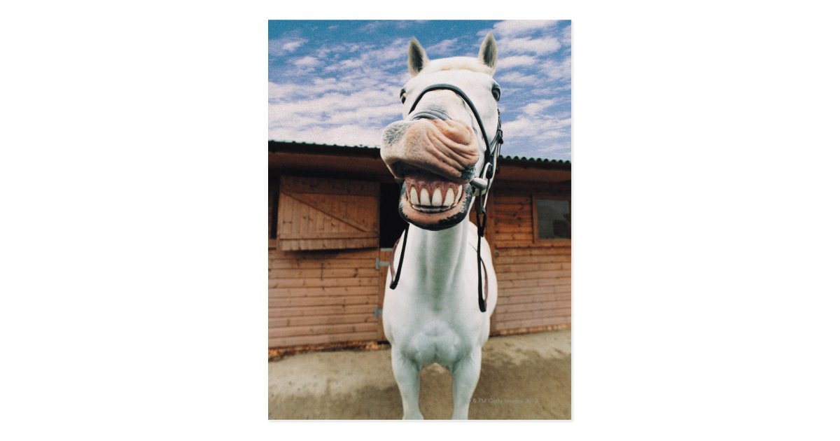 Close-up of Horse with Mouth Open Postcard | Zazzle.com