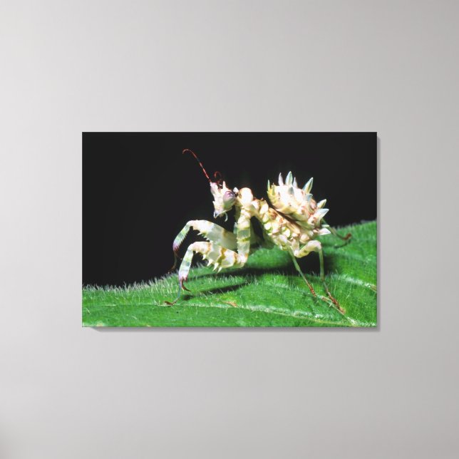 Close-Up Of Hottentot Mantis Canvas Print (Front)