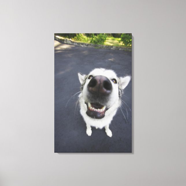 Close-up of husky's nose canvas print (Front)