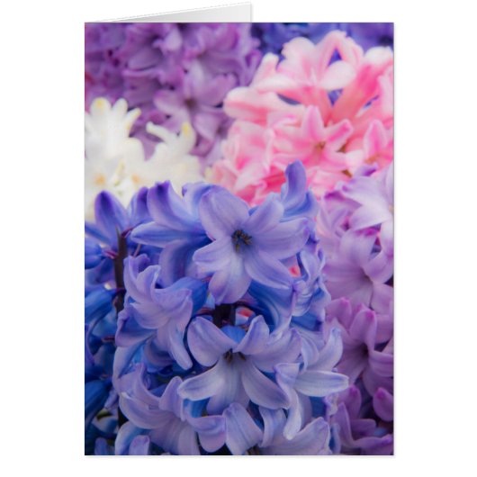 Close-up of Hyacinth plant Cards (Front)
