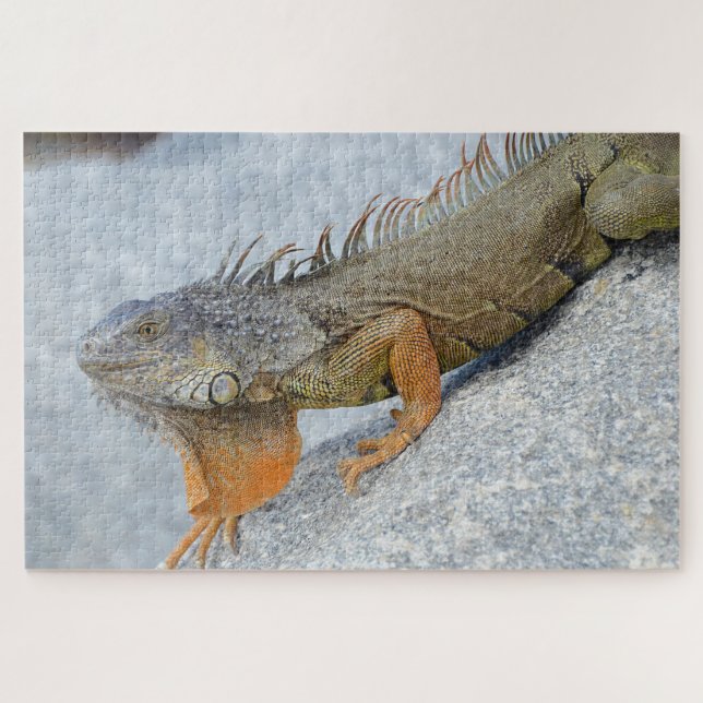 Close-up of iguana in Key West Florida Jigsaw Puzzle (Horizontal)