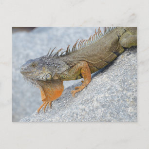 Close-up of iguana in Key West Florida Postcard