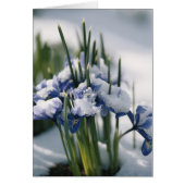 Close-up of Iris (Front)