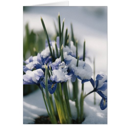 Close-up of Iris Cards (Front)