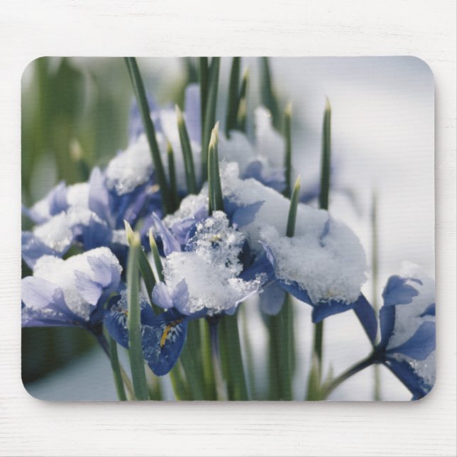 Close-up of Iris Mouse Pad (Front)