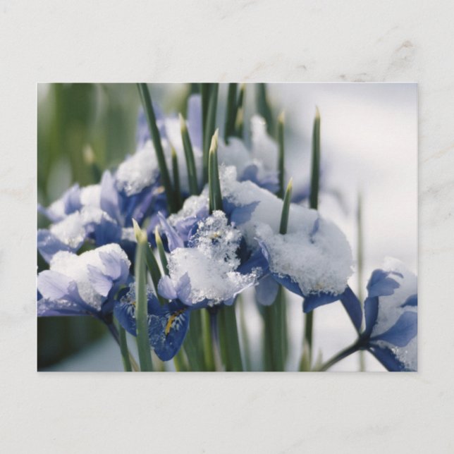 Close-up of Iris Postcard (Front)