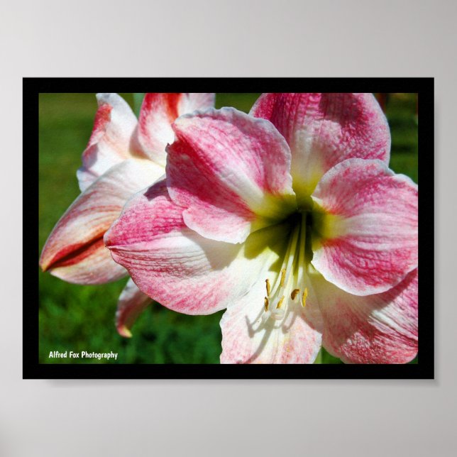 Close up of Jersey lily Poster (Front)