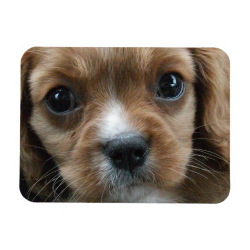 Close_up of King Charles Spaniel Puppy Face Magnet