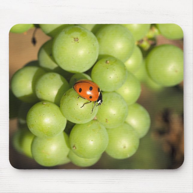 Close up of lady bug on green Pinot Noir grapes Mouse Pad (Front)
