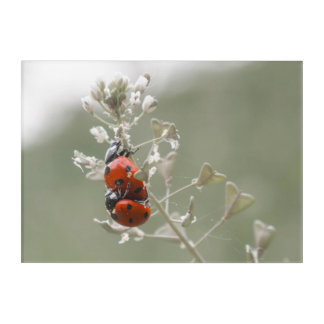 Close-up of ladybirds on plant acrylic print