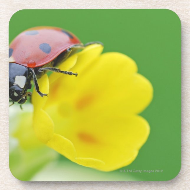 Close-Up of Ladybug Coaster (Front)