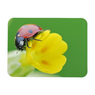 Close-Up of Ladybug Magnet