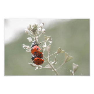 Close-up of ladybugs on plant photo print