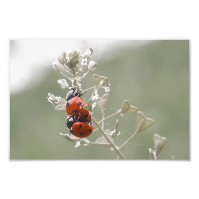 Close-up of ladybugs on plant photo print (Front)