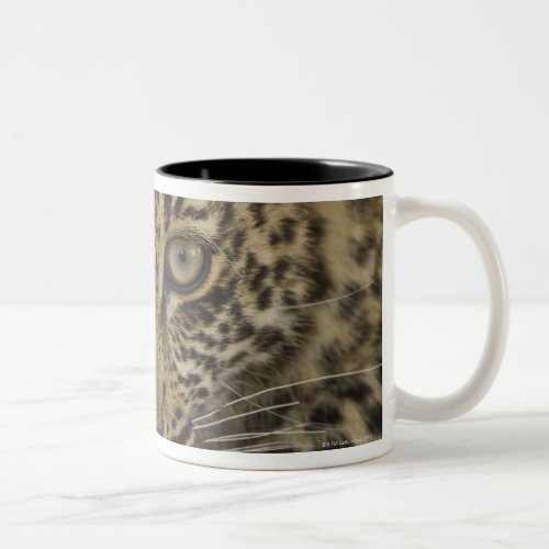 Close up of Leopard Greater Kruger National 2 Two_Tone Coffee Mug