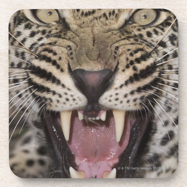 Close up of leopard growling beverage coaster (Front)