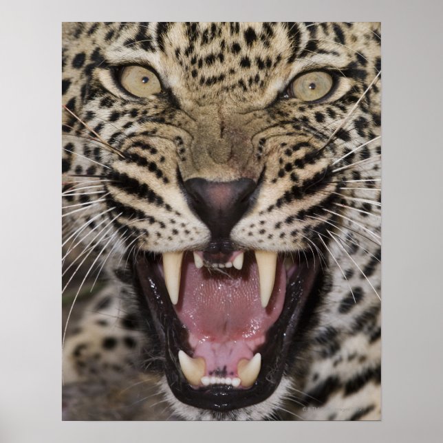 Close up of leopard growling poster (Front)