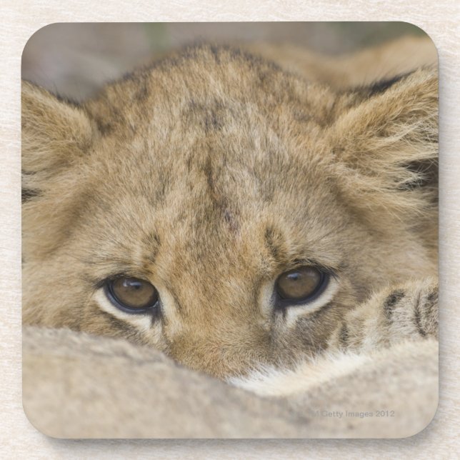Close up of lion cub's face drink coaster (Front)
