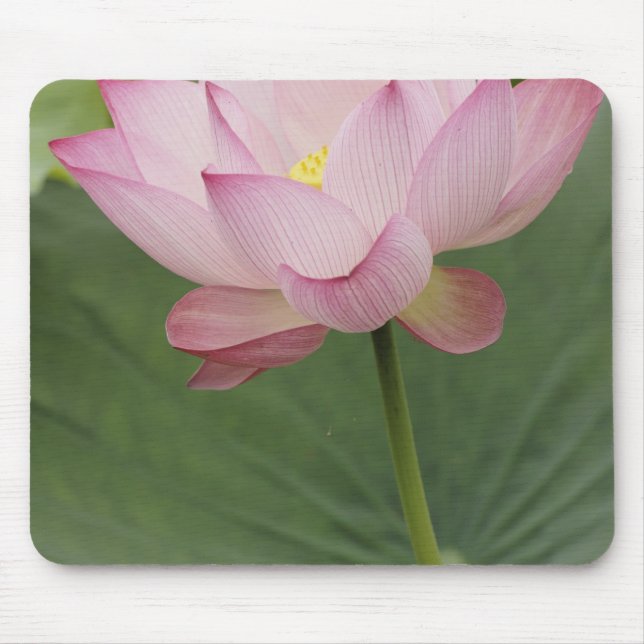 Close up of Lotus flower, Nelumbo nucifera), Mouse Pad (Front)