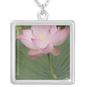 Close up of Lotus flower, Nelumbo nucifera), Silver Plated Necklace