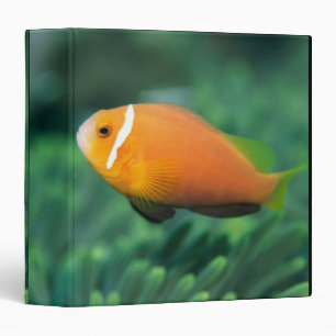 Close up of Maldives anemone fish, Maldives 2 3 Ring Binder