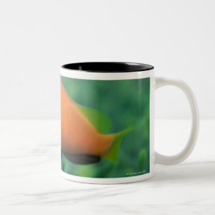 Close up of Maldives anemone fish, Maldives 2 Two-Tone Coffee Mug