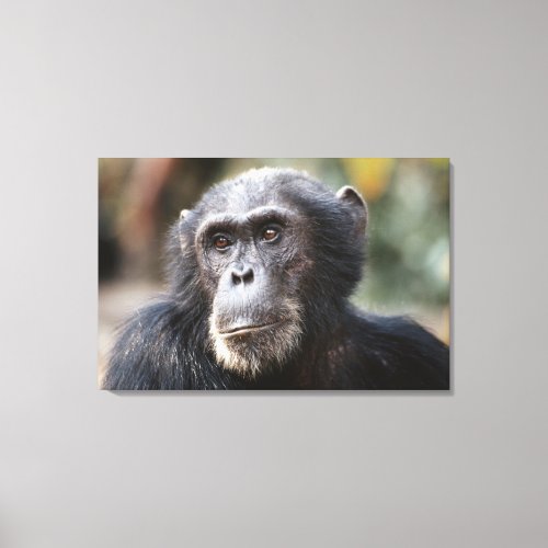 Close_up of male Chimpanzee Canvas Print