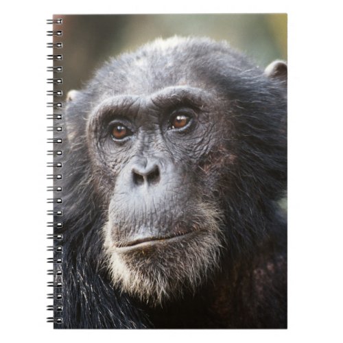 Close_up of male Chimpanzee Notebook