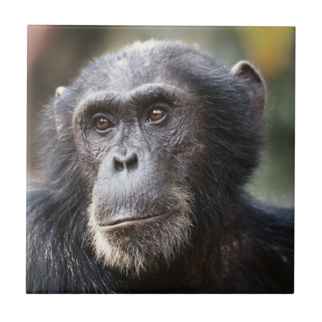 Close-up of male Chimpanzee Tile (Front)