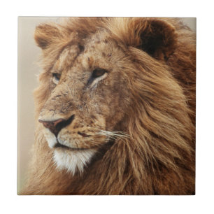 Close-up of male Lion Ceramic Tile