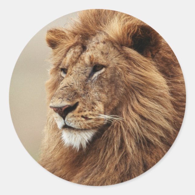 Close-up of male Lion Classic Round Sticker (Front)