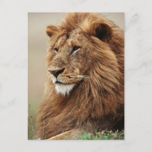 Close-up of male Lion Postcard